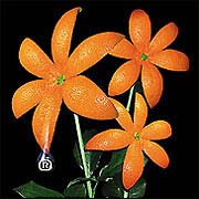 花[]