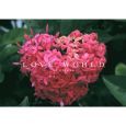 LOVE WORLD 大塚愛作品集 LOVE WORLD 大塚愛作品集