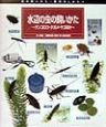 虫の飼いかた・観察のしかた 水辺の虫の飼いかた(6) 虫の飼いかた・観察のしかた 水辺の虫の飼いかた(6)