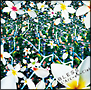BLESS(DVD付) BLESS(DVD付)