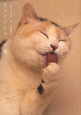 ミュージシャンと猫