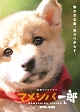 連続テレビドラマ　マメシバ一郎